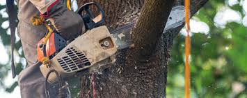 Best Emergency Tree Removal  in Woodside, CA