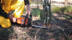 Best Tree Health Inspection  in Woodside, CA