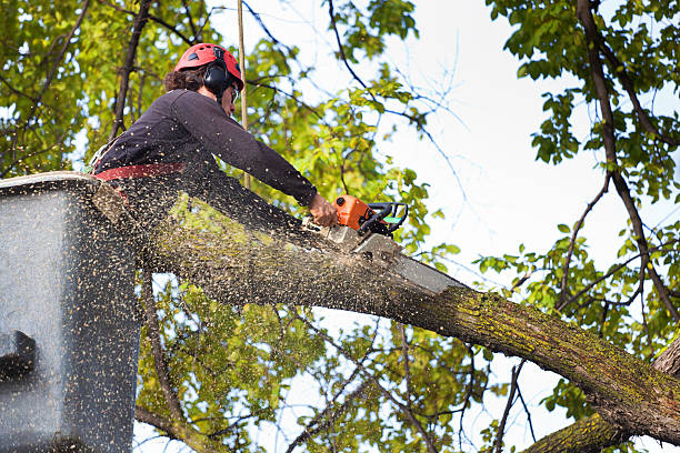 How Our Tree Care Process Works  in  Woodside, CA