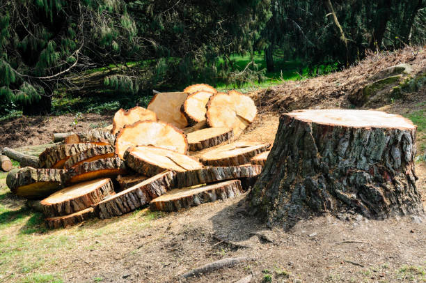 Professional Tree Services in Woodside, CA